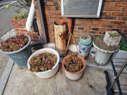 몽땅정리-1층화분들모임-폐기