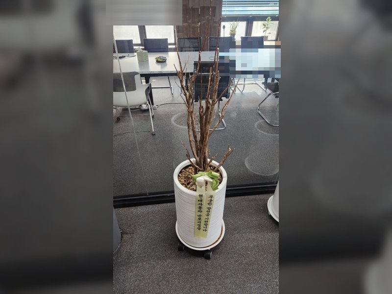 죽은 화분 클로즈업